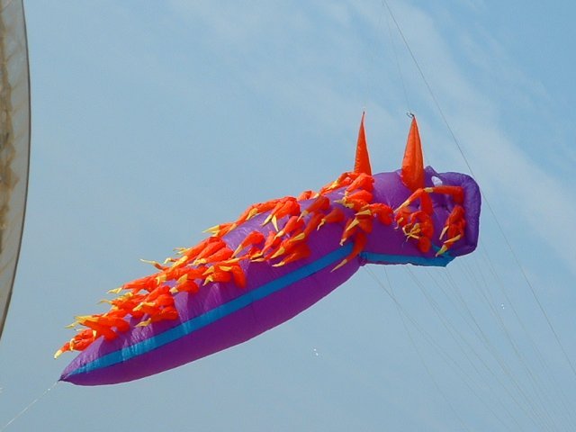 nudibranch